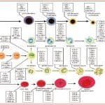 Zini_piattaforme_di-diagnosi_in ematologia_Figura_88